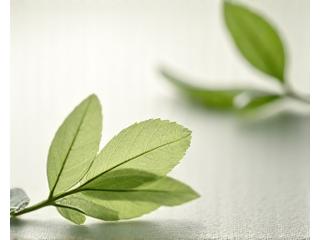 A serene graphic of legal documents with a gentle leaf motif, symbolizing clear and natural guidelines